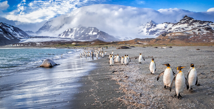 EXPLORE ANTARCTICA:<br>Save up to 25% on board the M/S <i>Ocean Endeavour</i>